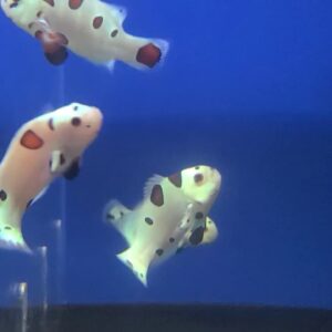 Mocha Storm (Grado 2)