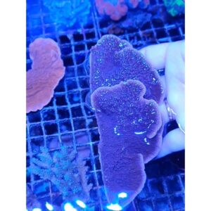 Montipora Plato Morado (Frag)