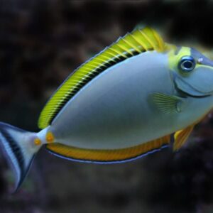 Naso Elegans (Elegante)