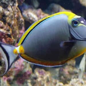 Naso Lituratus (Unicornio Azul)