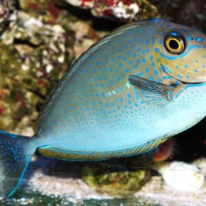 Naso vlamingii (Unicornio Azul)