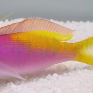 Nemanthias Carberryi (Carberry)