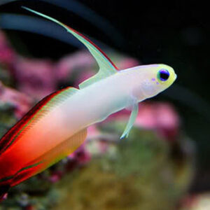 Nemateleotris Magnifica (Dardo)