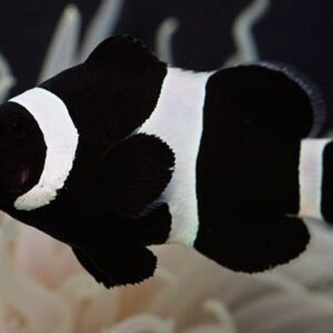 Ocellaris Black (Negro)