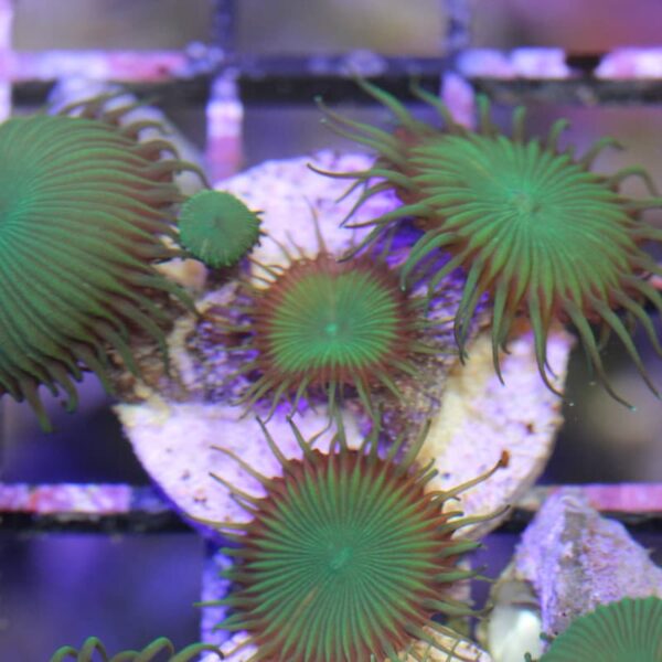 Palythoa Nuclear  Green