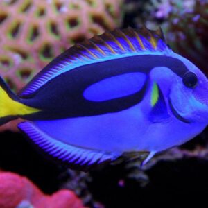 Paracanthurus Hepatus (Tang Azul)