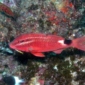 Parupeneus Spp (Conejo)