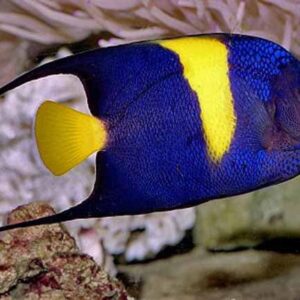 Pomacanthus Asfur (Asfur)