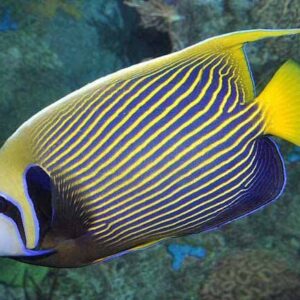 Pomacanthus Imperator (Adulto)