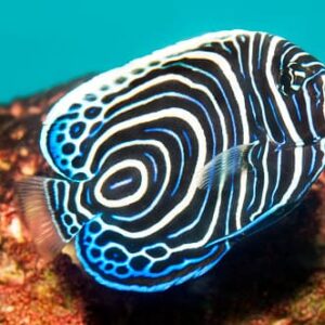 Pomacanthus Imperator (Juvenil)