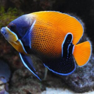 Pomacanthus Navarchus (Adulto)