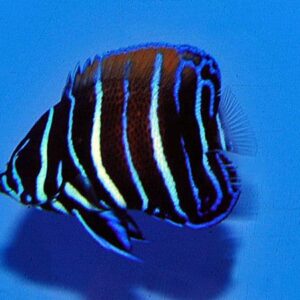 Pomacanthus Navarchus (Juvenil)