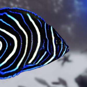 Pomacanthus Semicirculatus (Juvenil)