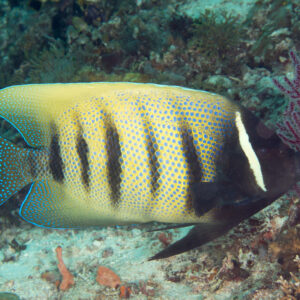 Pomacanthus Sexstriatus (Seis Franjas)