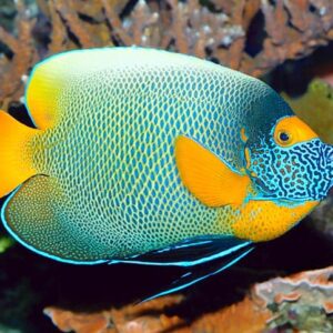 Pomacanthus Xanthometopon (Adulto)