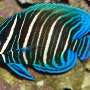 Pomacanthus Xanthometopon (Juvenil)