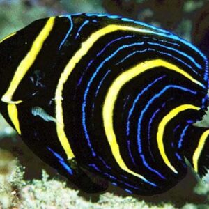 Pomacanthus Zonipectus (Cola Amarilla)
