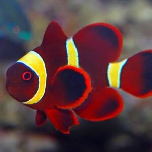 Premma biaculeatus (Lineas amarillas)