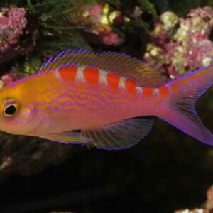 Pseudanthias Flavoguttatus (Anthia)