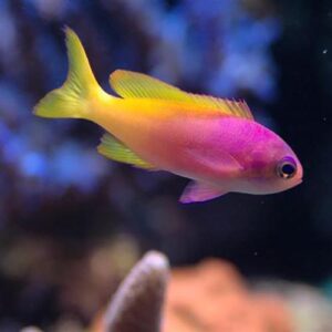 Pseudanthias Pictilis (Hembra)