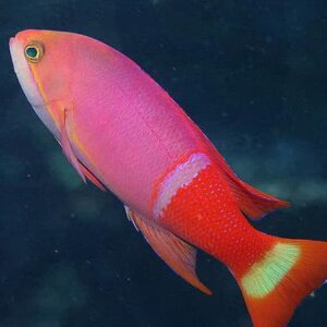 Pseudanthias Pictilis (Macho)