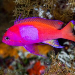 Pseudanthias Pleurotaenia (Franjas Doradas)