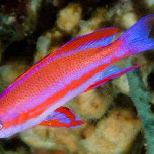 Pseudanthias Randalli (Macho)