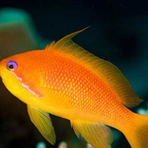 Pseudanthias Squamipinnis (Hembra)
