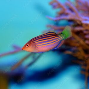 Pseudocheilinus Hexataenia (Six Line)