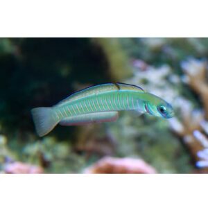 Ptereleotris Heteroptera (Arco)