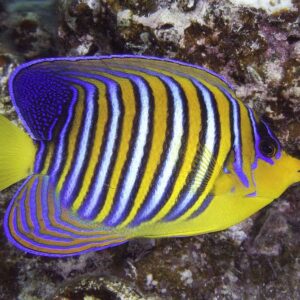 Pygoplites Diacanthus (Regal)