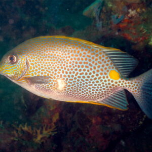 Siganus Guttatus (Moteado)
