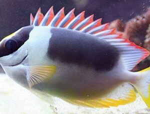 Siganus Magnificus (Magnifico)