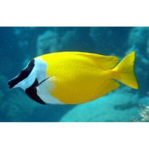 Siganus Vulpinus (Vulpin)