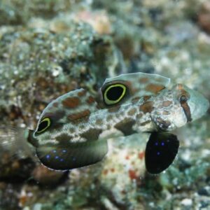 Signigobius Biocellatus (Ballesta)