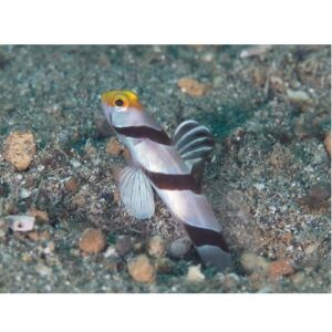 Stonogobiops Xanthorhinica
