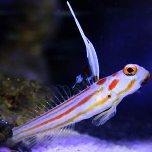 Stonogobiops Yasha (Yasha)