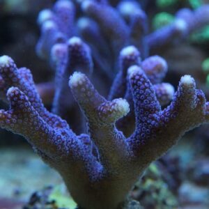 Stylophora Pistillata Milka (Frag)