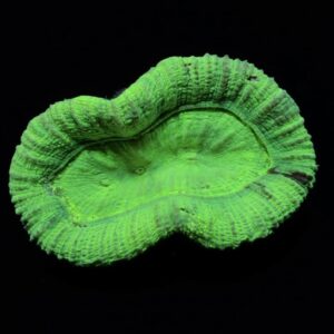 Trachyphyllia Green