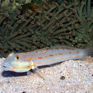 Valenciennea Longipinnis