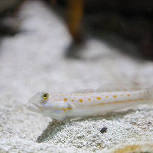 Valenciennea Puellaris (Durmiente)