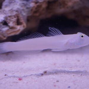 Valenciennea Sexguttata