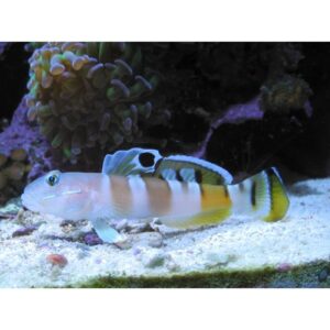 Valenciennea Wardi (Ward)