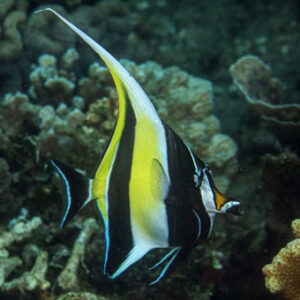 Zanclus Cornutus (ídolo moro)