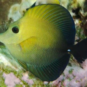 Zebrasoma Scopas (Cola Amarilla)