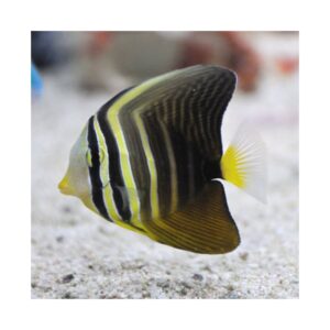 Zebrasoma Veliferum (Vela)