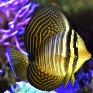 Zebrasoma desjardinii (Zebra)