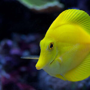 Zebrasoma flavescens (Yellow Tang)