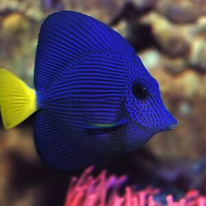 Zebrasoma xanthurum (Zebrasoma)