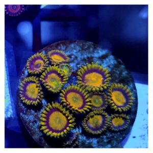 Zoanthus King Midas (Frag)